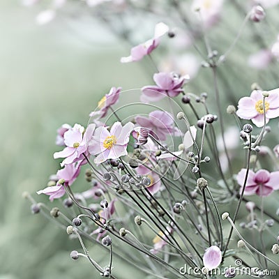 Japanese Anemone (windflower) Stock Photo