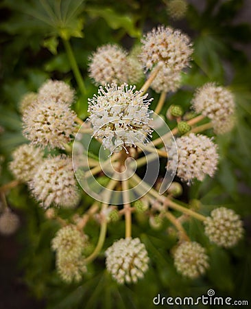 Japanese Aralia flowers Stock Photo