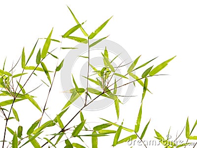 Japanese bamboo leaves Stock Photo