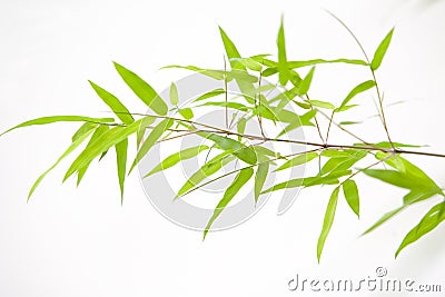 Japanese bamboo leaves Stock Photo