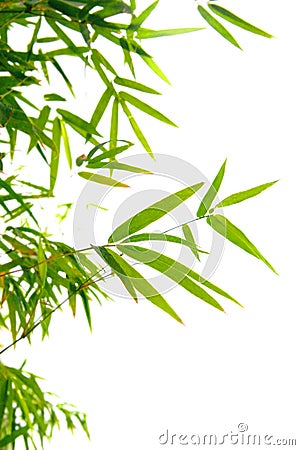 Japanese bamboo leaves on thin twigs Stock Photo