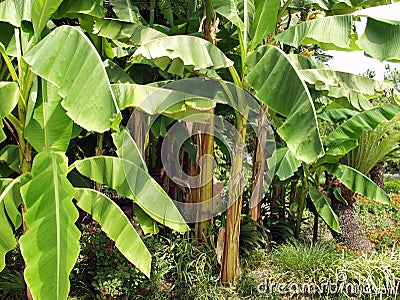 Japanese bannana plant Stock Photo