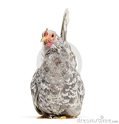 Japanese bantam or Chabo, true bantam breed Stock Photo