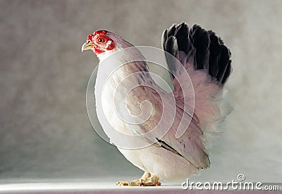 Japanese Bantam chicken Stock Photo