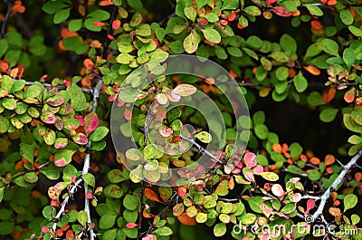 Japanese barberry ( Berberis thunbergii ) autumn leaves. Berberidaceae deciduous shrub. Stock Photo