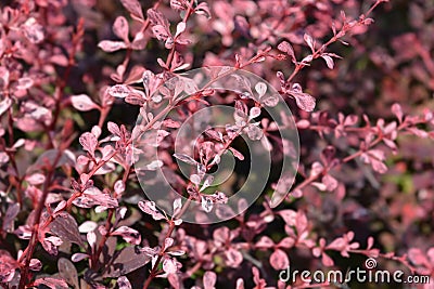 Japanese barberry Harlequin Stock Photo