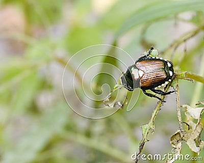 Japanese Beetle Stock Photo