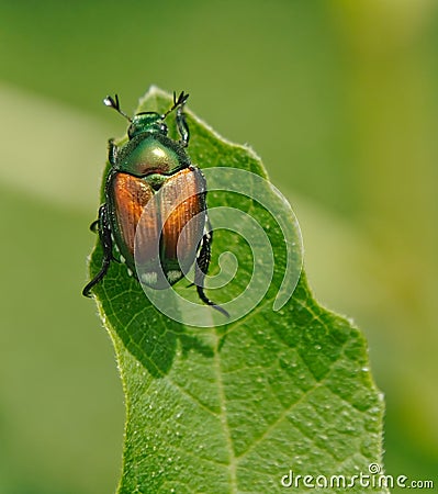 Japanese Beetle Stock Photo