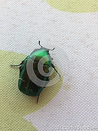 Japanese beetle green iridium Stock Photo