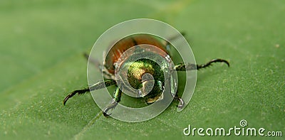 Japanese Beetle on a Green Leaf Stock Photo