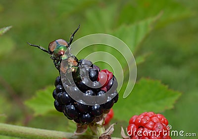Japanese beetle mating and eating a blackberry Stock Photo