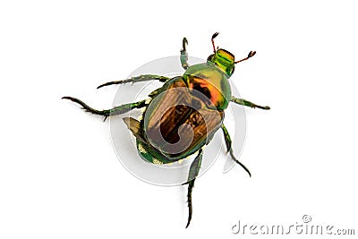 Japanese Beetle Popillia japonica Stock Photo