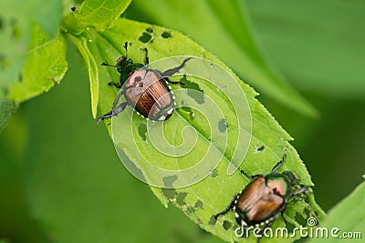 The Japanese beetle a species of scarab beetle. Popillia japonica. Entomological education concept Stock Photo