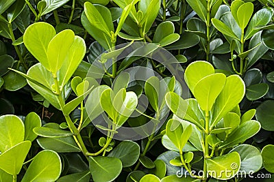 Japanese boxwood bush Stock Photo