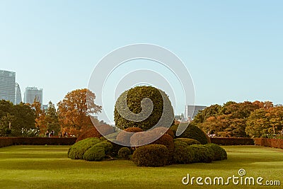 Japanese Boxwood shrubs during autumn in Shinjuku Gyoen National Garden, Tokyo, Japan. Editorial Stock Photo