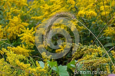 Japanese bristle-grass in meadow with goldenrod. Stock Photo