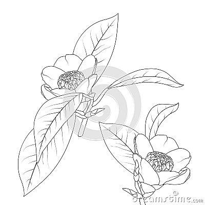 Japanese camelia flower with stem and leaves black ink line drawing. Isolated botanical floral vector illustration. Vector Illustration