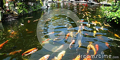 Japanese carp/Koi in pond Stock Photo