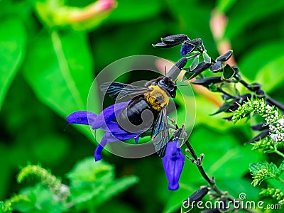 Japanese carpenter bee on flowers 13 Stock Photo