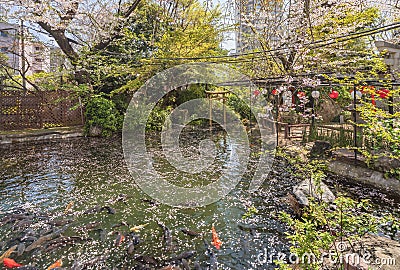 Japanese carps in the pond of Atago shrine with petals of cherry blossoms. Editorial Stock Photo