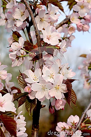 Japanese cherry Stock Photo