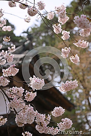 Japanese cherry Blossom (Sakura tree) spring season or hanabi season in japan, outdoor pastel color background Stock Photo