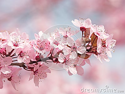 Japanese Cherry Blossom Stock Photo