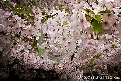 Japanese Cherry Blossoms Stock Photo