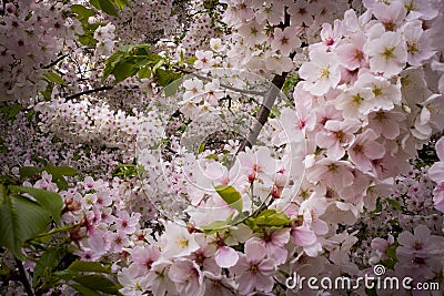 Japanese Cherry Blossoms Stock Photo