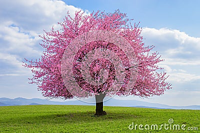 Japanese cherry sakura in bloom. Stock Photo