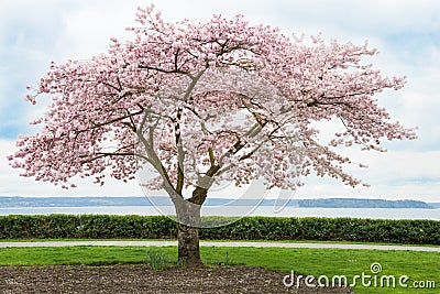 Japanese Cherry Tree in Bloom on Coast Stock Photo