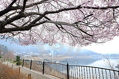 Japanese cherry tree blossom Stock Photo