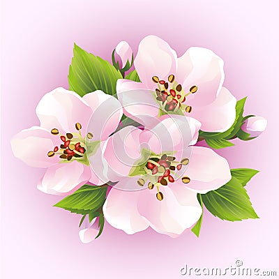 Japanese cherry tree, blossoming branch of sakura Vector Illustration