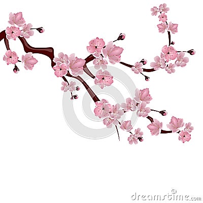 Japanese cherry tree. A branch of pink cherry blossom. on white background. illustration Vector Illustration