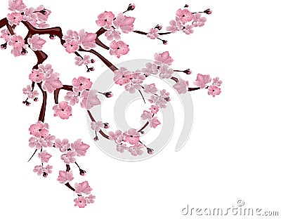 Japanese cherry tree. Spreading branch of pink cherry blossom. Isolated on white background. illustration Vector Illustration