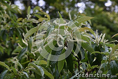 Japanese chestnuts blossoms Stock Photo