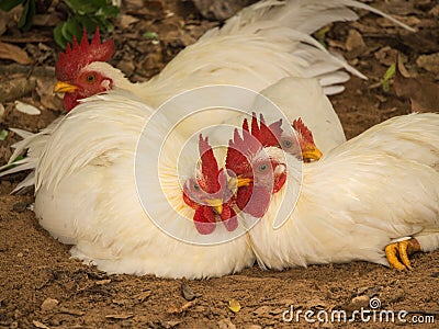 Japanese Chicken Lying on The Ground Stock Photo