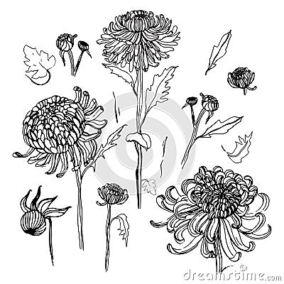 Japanese chrysanthemum set. Collection with contour hand drawn buds, flowers, leaves. Vintage style illustration. Vector Illustration