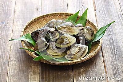 japanese clam,hamaguri,common orient clam,meretrix lusoria Stock Photo