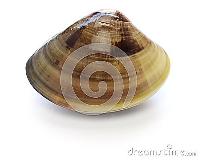 Japanese clam,hamaguri,common orient clam,meretrix lusoria Stock Photo