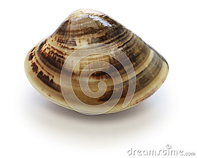 Japanese clam,hamaguri,common orient clam,meretrix lusoria Stock Photo