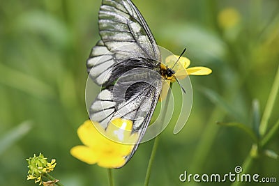 Japanese Clouded Apollo on buttercup Stock Photo