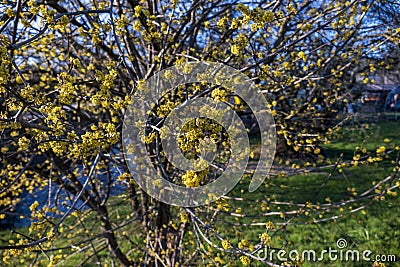 Japanese Cornelian cherry Cornus mas with yellow flowers in spring Stock Photo