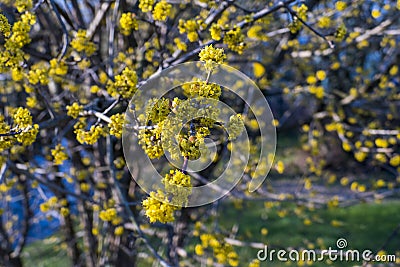 Japanese Cornelian cherry Cornus mas with yellow flowers in spring Stock Photo