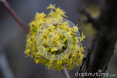 Japanese Cornel Cornus officinalis cluster of yellow flowers Stock Photo