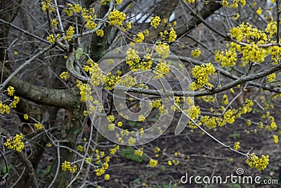 Japanese Cornel Cornus officinalis yellow flowers on branches Stock Photo