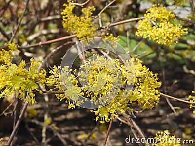 Japanese Cornelian Cherry Dogwood yellow flowers Stock Photo