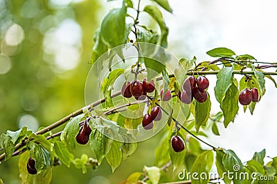 Japanese cornelian cherry with ripe fruits Stock Photo