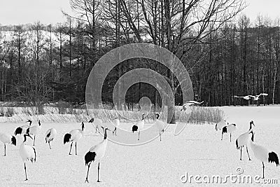 Japanese Crane Life in Winter Stock Photo