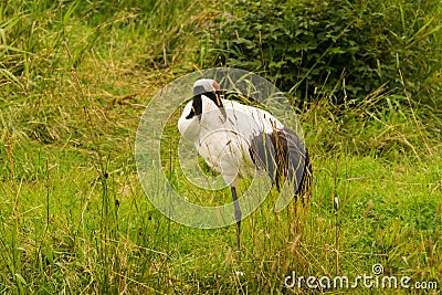 Japanese crowned crane Stock Photo